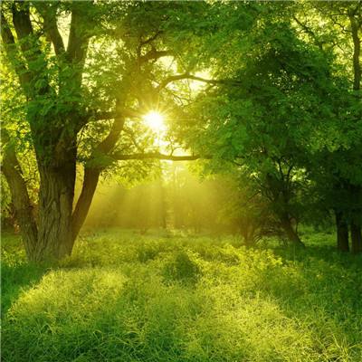 皇家88下载手机版